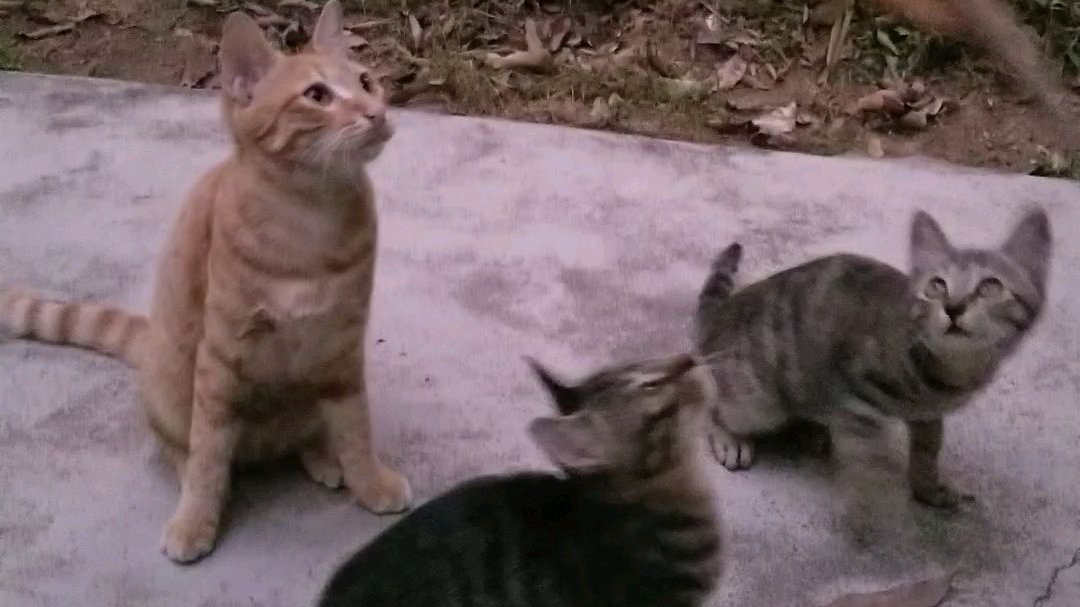没有逗猫棒如何逗野猫!